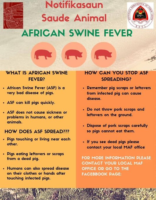 MAF and MDF Australia commits to reactivating African swine fever’s campaign