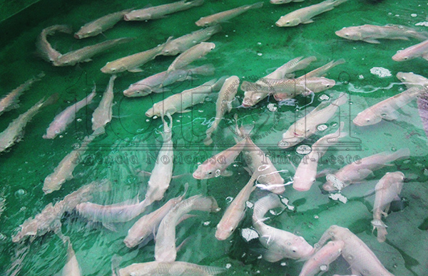 MoAF installed tilapia food production machines in Liquiça Municipality