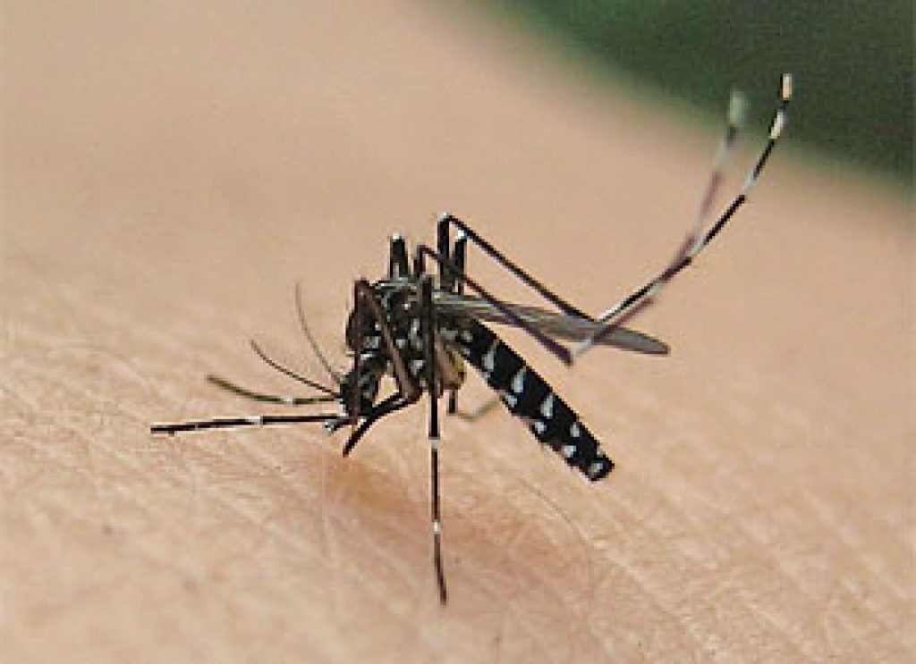 Health Authority records 33 dengue cases in Ermera municipality