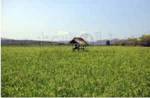 Rice production declines in Atabae-Bobonaro