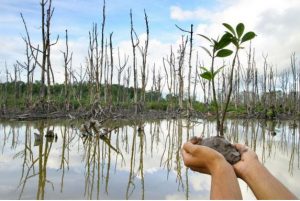Mangrove Preservation: A continuing effort to restore this vital part of Timor-Leste’s Coast Line.