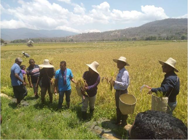 Second Harvest of Rice in The Bobanaro District through MAF program