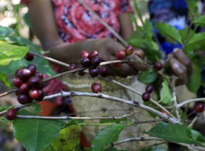 PARCIC and COCAMAU rehabilitate 300 hectares of coffee trees in Maubisse