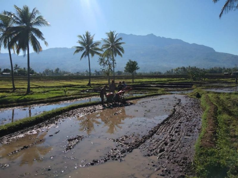 CRS provides training and business development for Timorese farmers in five municipalities