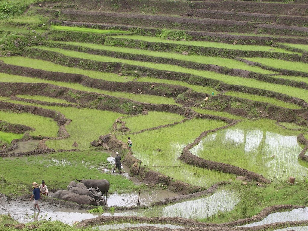 KGT to invests 300 million USD in the agriculture and food industry in Timor-Leste