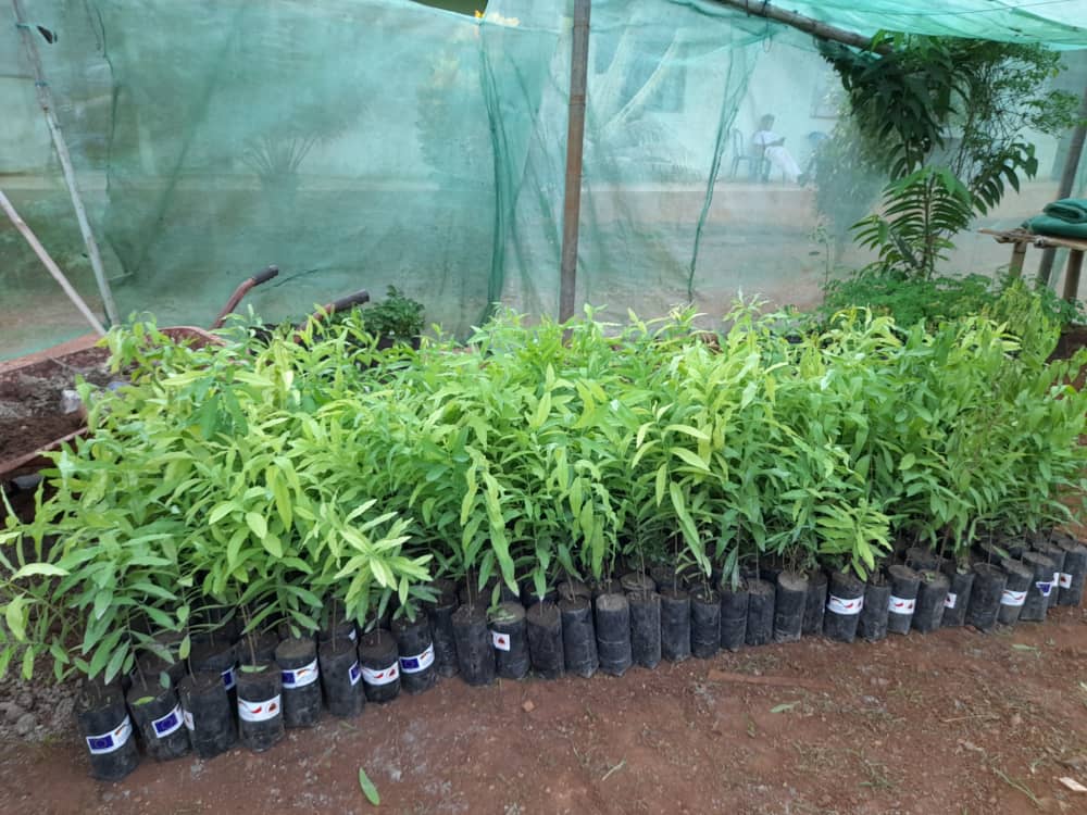 AI Ba Futuru project cooperates with Prison Gleno to equip the inmates with valuable skills