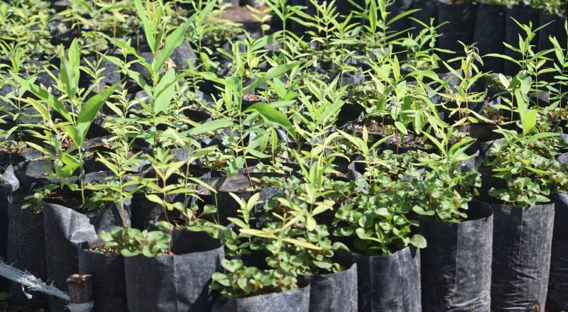 MoAF plants more than 300 hectares of sandalwood in TL