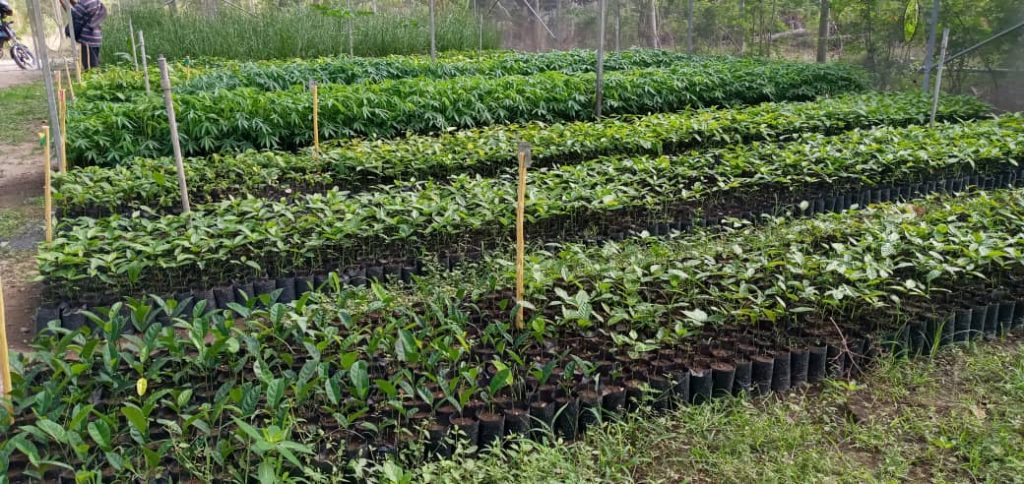 ADRA-TL: FarMar Projects benefits 34,000 community’s members