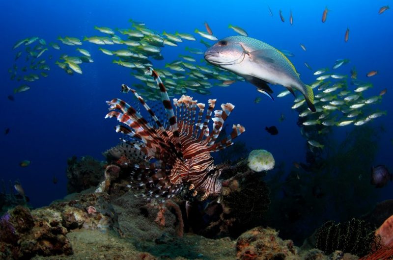 SoSE calls on communities to stop taking coral reefs from beaches