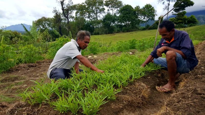 Care International supports horticulture groups in Ossu to increase households’ income