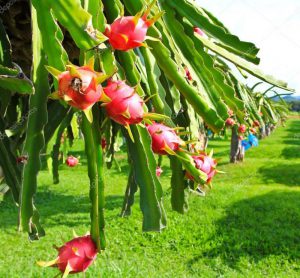 Agropro Corporation invests in Dragon fruit to respond national and international markets