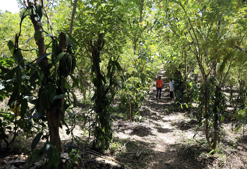 CCT exports 21 tons of vanilla and cloves to Indonesia