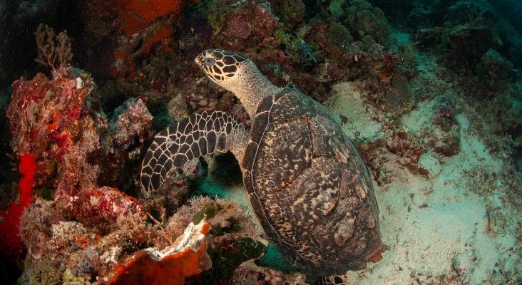 Improve Management of Sea Turtles and Critical Habitats: ATS Countries Endorse MPA Network
