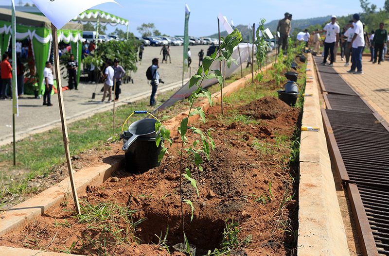 MAF celebrates the 6th National day of Sandalwood and Forest day by planting 200 trees in Metinaro