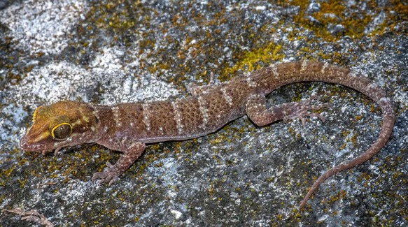 New species of Bent-toed gecko found in Timor-Leste