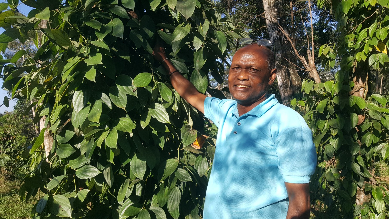 CCT supports communities to cultivate industrial plants – Vanilla, Cloves, Pepper, and Cocoa