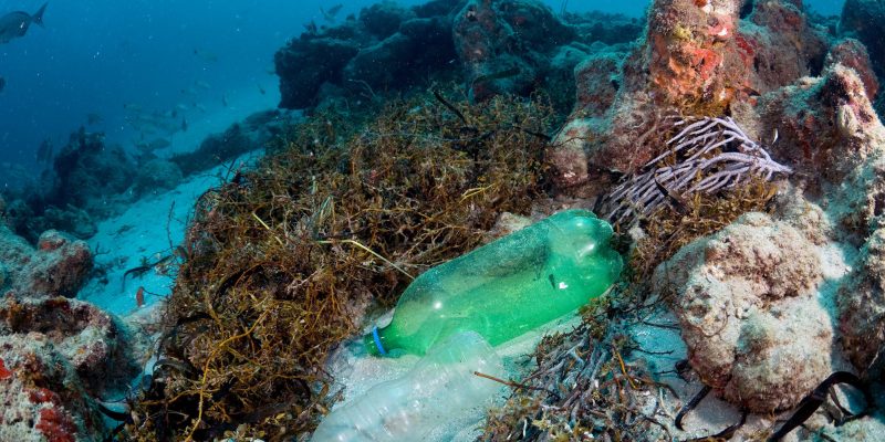 Coral Triangle Region Faces Escalating Plastic Pollution Crisis