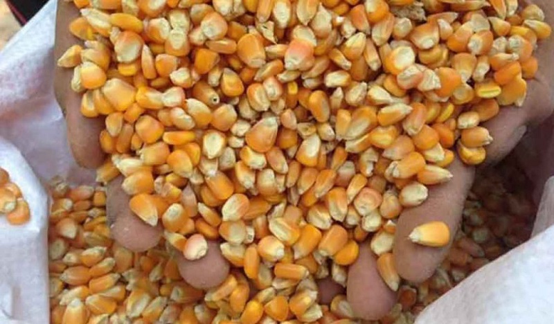 MALFF to distribute 79 tons of seed of corn to the farmers in municipalities