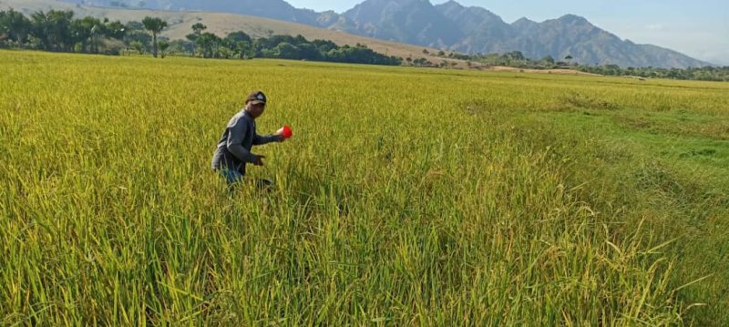 MALFF to conduct national data collection on rice fields in Timor-Leste