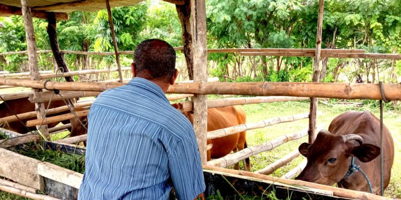 Authorities slaughter more than 500 cattle with brucellosis
