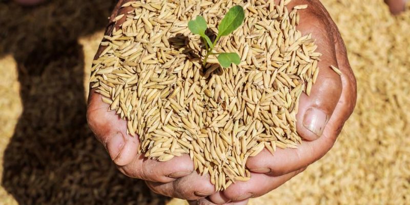 Agriculture Ministry distributes 260 tons of corn and paddy seeds to farmers