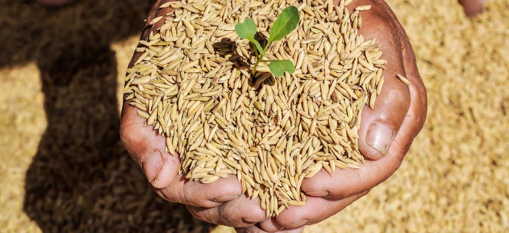Agriculture Ministry distributes 260 tons of corn and paddy seeds to farmers