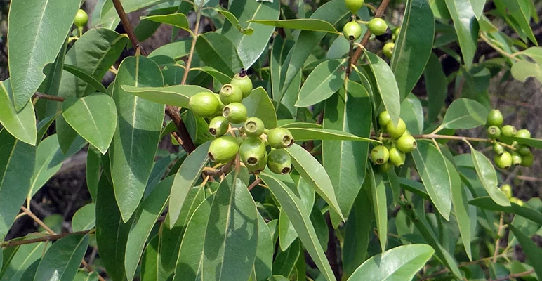 TL to plant up to 500 sandalwood seedlings in Manatuto to celebrate National Sandalwood Day