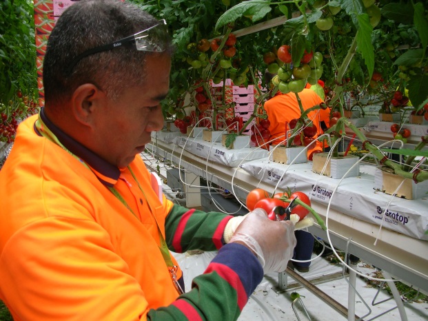 More than 4,500 Timorese workers sent to Australia last year