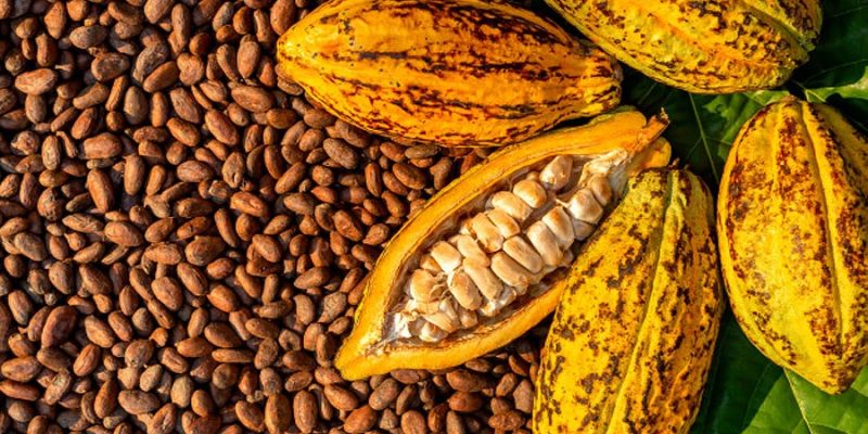 CCT exports 23 tons of cocoa beans to Singapore