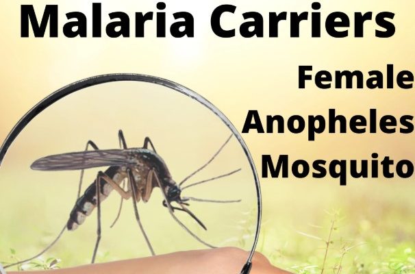 Timor-Leste awaits final evaluation for malaria-free certification