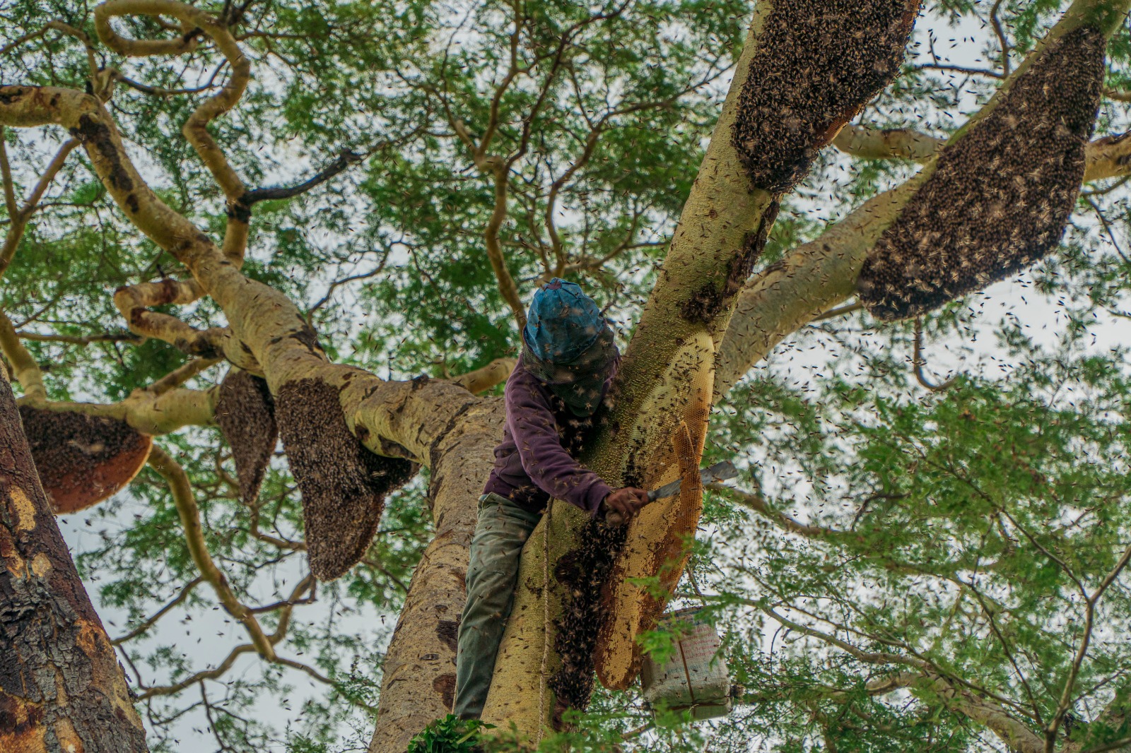 Nature’s groceries and safety net: how forests help feed the world better