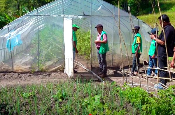 Timor-Leste’ Govt and MSU Korea deliver cattle to Livestock Groups in Aileu