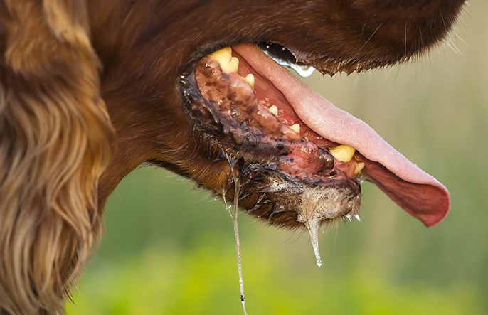 Rabies Claims Another Life in Timor-Leste