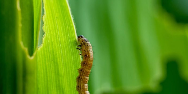 Indonesia and Timor-Leste deepen agricultural ties through joint fall armyworm response program