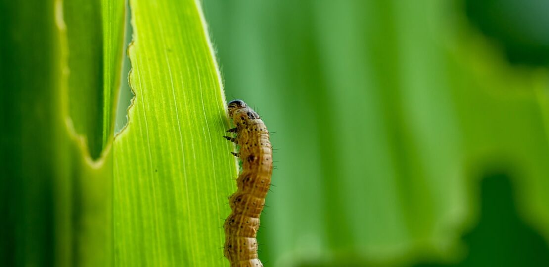 Indonesia and Timor-Leste deepen agricultural ties through joint fall armyworm response program