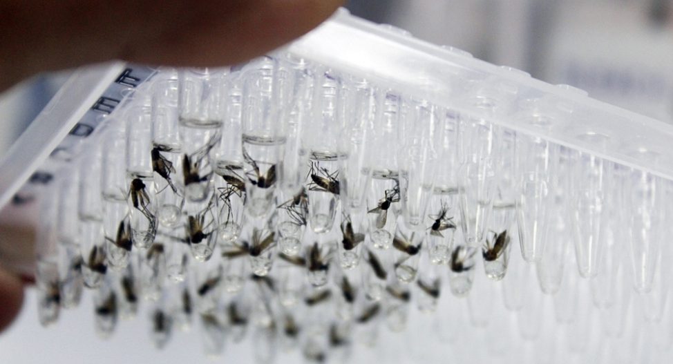 Ministry of Health and MENZIES release 8,141 Wolbachia mosquitoes in Dili