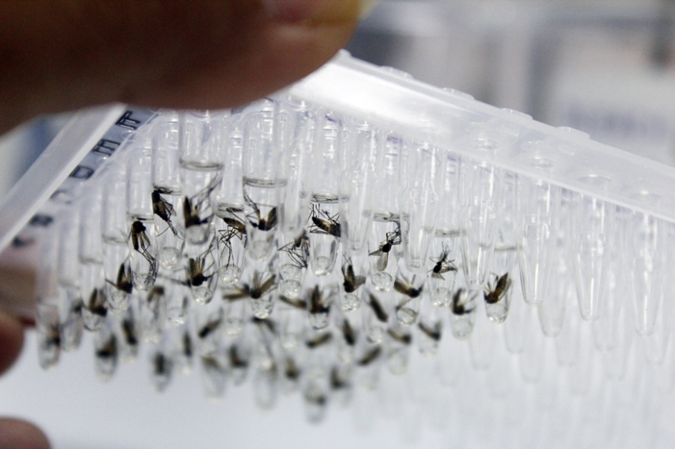 Ministry of Health and MENZIES release 8,141 Wolbachia mosquitoes in Dili
