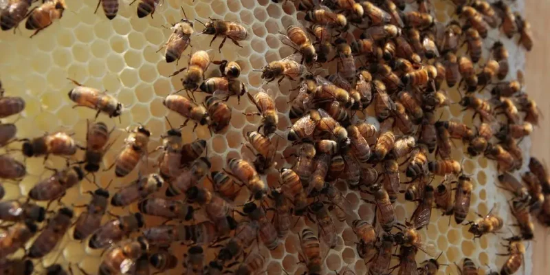 Indonesia to Help Timor-Leste’s Cooperatives with Honey Produciton