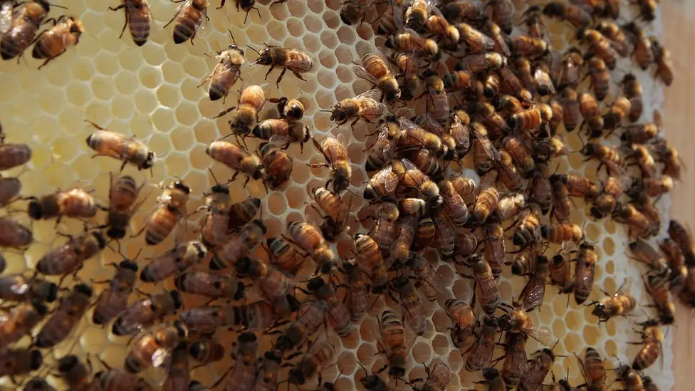Indonesia to Help Timor-Leste’s Cooperatives with Honey Produciton