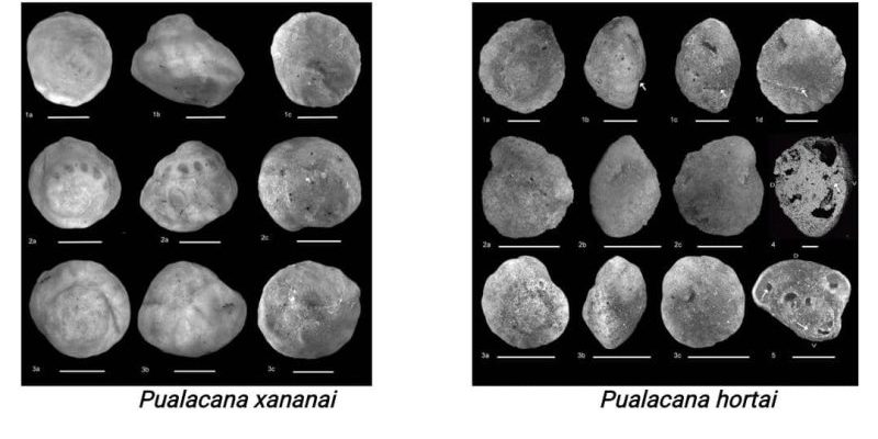 Timor-Leste discovers two new fossils in Pualaca: Pualacana xananai and Pualacana hortai