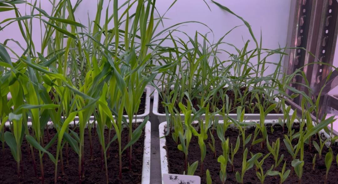 China’s Sanya Lab speeds up crop innovation with high-precision radiation breeding