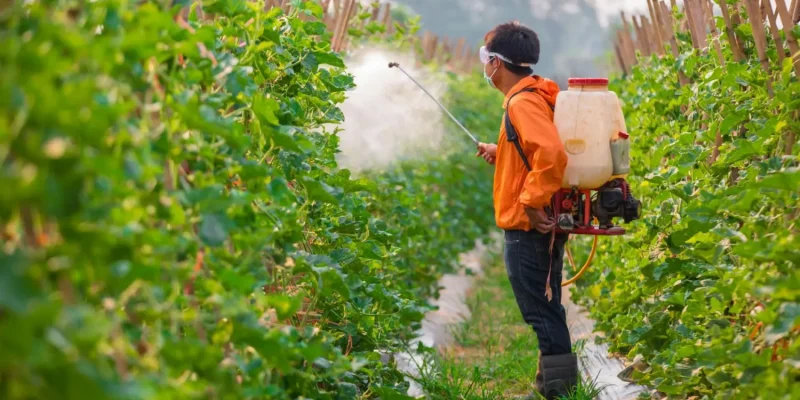 AIFAESA: Regulations vital for controlling pesticides in Timor-Leste