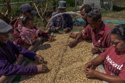 ADB approves additional financing to strengthen resilient coffee livelihoods in Timor-Leste