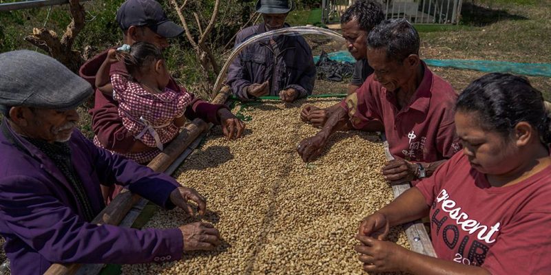 ADB approves additional financing to strengthen resilient coffee livelihoods in Timor-Leste