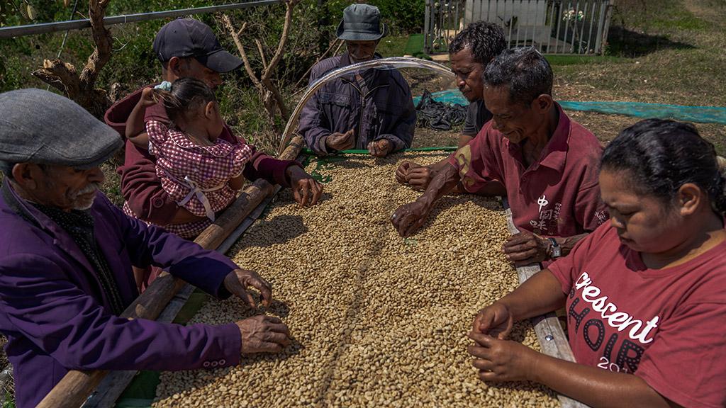 ADB approves additional financing to strengthen resilient coffee livelihoods in Timor-Leste