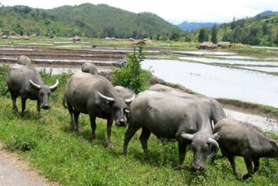 FAO calls for stronger prevention and global action as transboundary animal diseases spread across regions