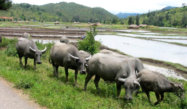 FAO calls for stronger prevention and global action as transboundary animal diseases spread across regions