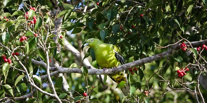 Timor green pigeon may go extinct without urgent action