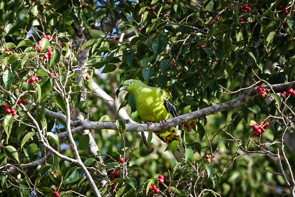 Timor green pigeon may go extinct without urgent action